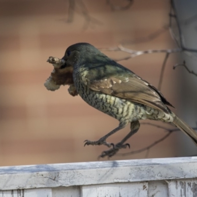 Ptilonorhynchus violaceus (Satin Bowerbird) at Kingston, ACT - 2 Jul 2018 by AlisonMilton