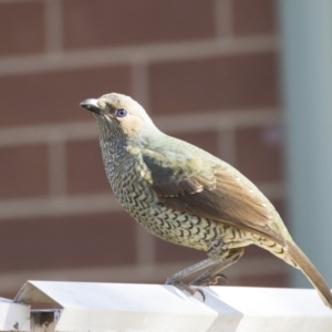 Ptilonorhynchus violaceus at Kingston, ACT - 2 Jul 2018