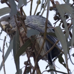 Callocephalon fimbriatum (Gang-gang Cockatoo) at Kingston, ACT - 2 Jul 2018 by AlisonMilton