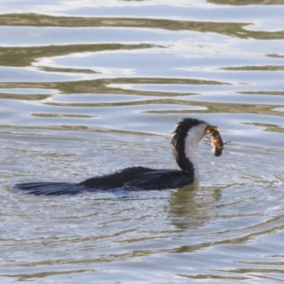 Microcarbo melanoleucos (Little Pied Cormorant) at Belconnen, ACT - 2 Jul 2018 by Alison Milton