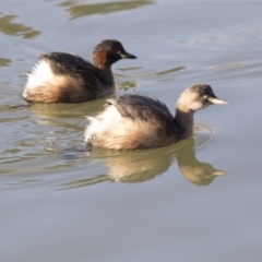 Tachybaptus novaehollandiae (Australasian Grebe) at Belconnen, ACT - 2 Jul 2018 by AlisonMilton