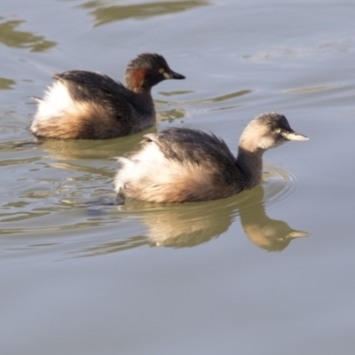 Tachybaptus novaehollandiae (Australasian Grebe) at Belconnen, ACT - 2 Jul 2018 by Alison Milton