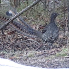 Menura novaehollandiae (Superb Lyrebird) at Paddys River, ACT - 25 Jun 2018 by roymcd