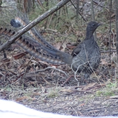 Menura novaehollandiae (Superb Lyrebird) at Paddys River, ACT - 25 Jun 2018 by roymcd