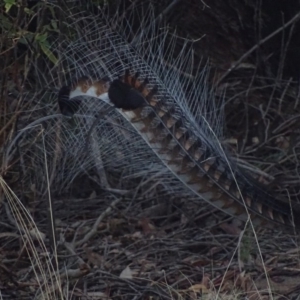 Menura novaehollandiae at Paddys River, ACT - 25 Jun 2018