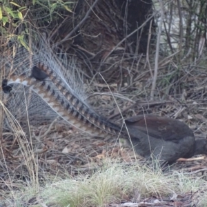 Menura novaehollandiae at Paddys River, ACT - 25 Jun 2018