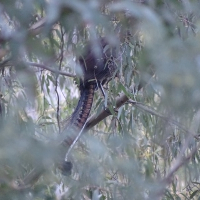 Menura novaehollandiae (Superb Lyrebird) at Paddys River, ACT - 25 Jun 2018 by roymcd