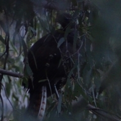 Menura novaehollandiae at Paddys River, ACT - 25 Jun 2018