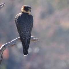 Falco longipennis (Australian Hobby) at Garran, ACT - 26 Jun 2018 by roymcd