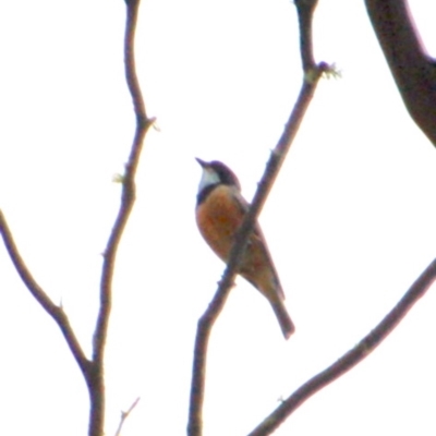 Pachycephala rufiventris (Rufous Whistler) at Booth, ACT - 13 Dec 2017 by KMcCue