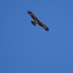 Hieraaetus morphnoides (Little Eagle) by roymcd