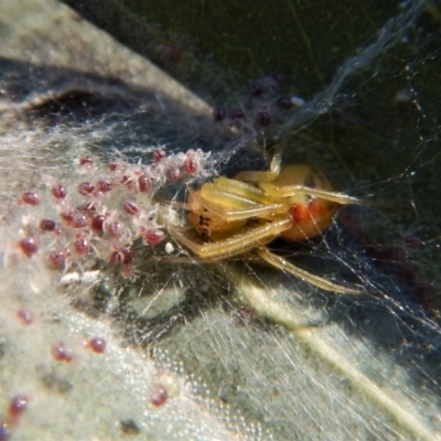 Deliochus sp. (genus) (A leaf curling spider) at Cook, ACT - 2 Jul 2018 by CathB