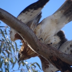 Hieraaetus morphnoides (Little Eagle) by roymcd