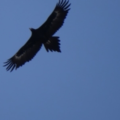 Aquila audax (Wedge-tailed Eagle) at Hume, ACT - 29 Jun 2018 by roymcd