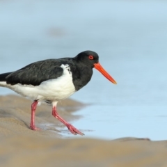 Haematopus longirostris (Australian Pied Oystercatcher) at Merimbula, NSW - 3 Jul 2018 by Leo