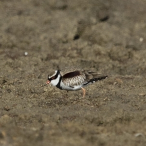 Charadrius melanops at Michelago, NSW - 27 Aug 2017