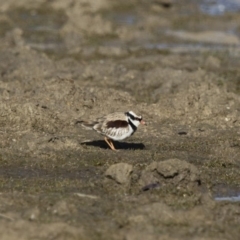 Charadrius melanops at Michelago, NSW - 27 Aug 2017