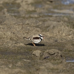 Charadrius melanops at Michelago, NSW - 27 Aug 2017