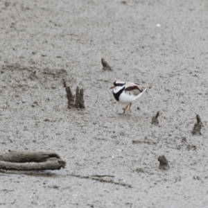 Charadrius melanops at Michelago, NSW - 26 Oct 2017