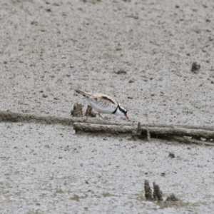 Charadrius melanops at Michelago, NSW - 26 Oct 2017