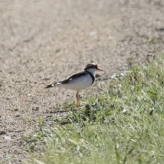 Charadrius melanops (Black-fronted Dotterel) at Michelago, NSW - 19 Nov 2017 by Illilanga