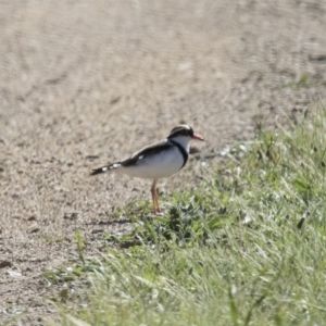 Charadrius melanops at Michelago, NSW - 20 Nov 2017 08:19 AM