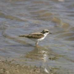 Charadrius melanops (Black-fronted Dotterel) at Illilanga & Baroona - 2 Apr 2018 by Illilanga