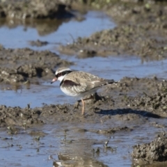 Charadrius melanops (Black-fronted Dotterel) at Michelago, NSW - 1 Jul 2018 by Illilanga