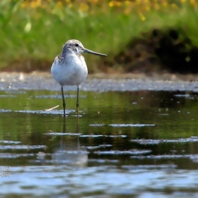 Tringa nebularia (Common Greenshank) at Milton, NSW - 27 Nov 2015 by CharlesDove