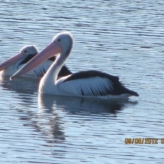 Pelecanus conspicillatus (Australian Pelican) at Michelago, NSW - 7 Aug 2012 by Illilanga