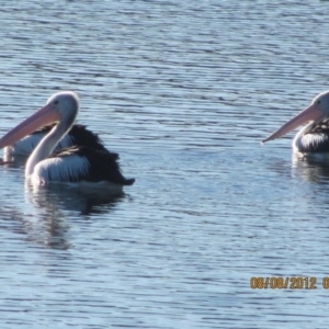 Pelecanus conspicillatus at Michelago, NSW - 8 Aug 2012 09:23 AM