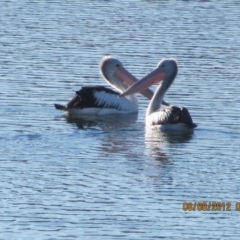 Pelecanus conspicillatus at Michelago, NSW - 8 Aug 2012 09:23 AM