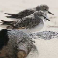 Calidris ruficollis (Red-necked Stint) at Lake Conjola, NSW - 26 Nov 2015 by Charles Dove