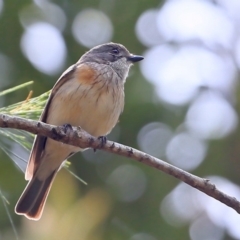 Pachycephala rufiventris (Rufous Whistler) at Lake Conjola, NSW - 27 Nov 2015 by Charles Dove