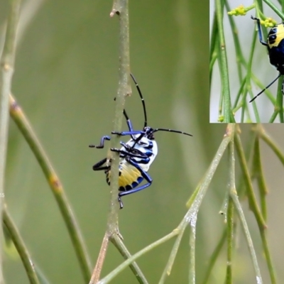 Commius elegans (Cherry Ballart Shield Bug) at Undefined - 24 Nov 2015 by CharlesDove