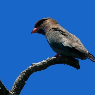 Eurystomus orientalis (Dollarbird) at Wairo Beach and Dolphin Point - 18 Nov 2015 by CharlesDove