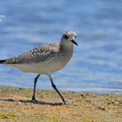 Pluvialis squatarola (Grey Plover) at Jervis Bay National Park - 15 Nov 2015 by CharlesDove