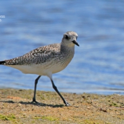 Pluvialis squatarola (Grey Plover) at Jervis Bay National Park - 14 Nov 2015 by Charles Dove