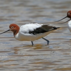 Recurvirostra novaehollandiae (Red-necked Avocet) at Jervis Bay National Park - 13 Nov 2015 by Charles Dove