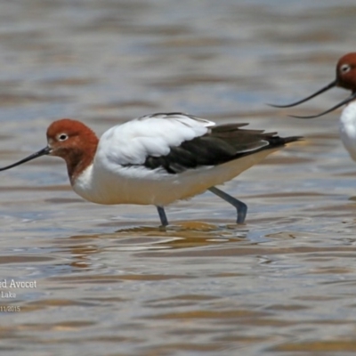 Recurvirostra novaehollandiae (Red-necked Avocet) at Jervis Bay National Park - 13 Nov 2015 by Charles Dove