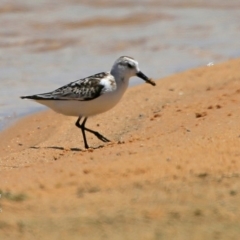 Calidris alba (Sanderling) at Cunjurong Point, NSW - 16 Nov 2015 by CharlesDove
