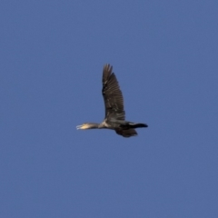 Phalacrocorax carbo (Great Cormorant) at Illilanga & Baroona - 24 Feb 2018 by Illilanga