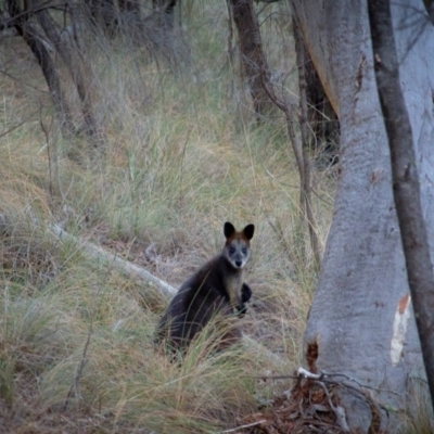 Wallabia bicolor (Swamp Wallaby) at Hackett, ACT - 2 Jul 2018 by PaulTMcGilvray