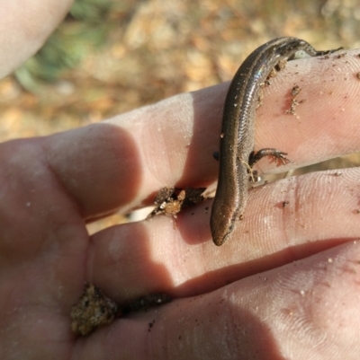 Lampropholis delicata (Delicate Skink) at Symonston, ACT - 3 Jul 2018 by nathkay