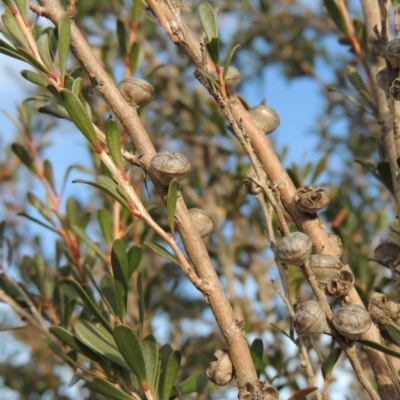 Leptospermum obovatum (River Tea Tree) at Fyshwick, ACT - 20 Jun 2018 by michaelb