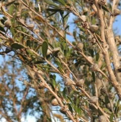 Leptospermum obovatum at Fyshwick, ACT - 20 Jun 2018