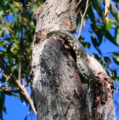Morelia spilota spilota (Diamond Python) at Garrads Reserve Narrawallee - 27 May 2018 by CRSImages