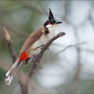 Pycnonotus jocosus (Red-whiskered Bulbul) at Conder, ACT - 31 May 2018 by MichaelMulvaney