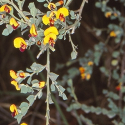 Bossiaea rhombifolia at Deua, NSW - 7 Sep 2000 by BettyDonWood