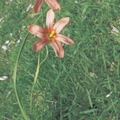 Moraea flaccida (One-leaved Cape Tulip) at Corunna, NSW - 25 Sep 1998 by BettyDonWood